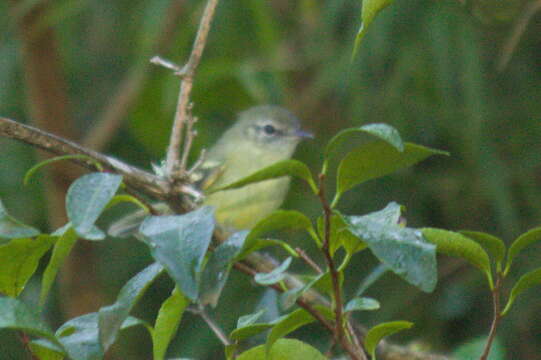 Phylloscartes ventralis (Temminck 1824)的圖片