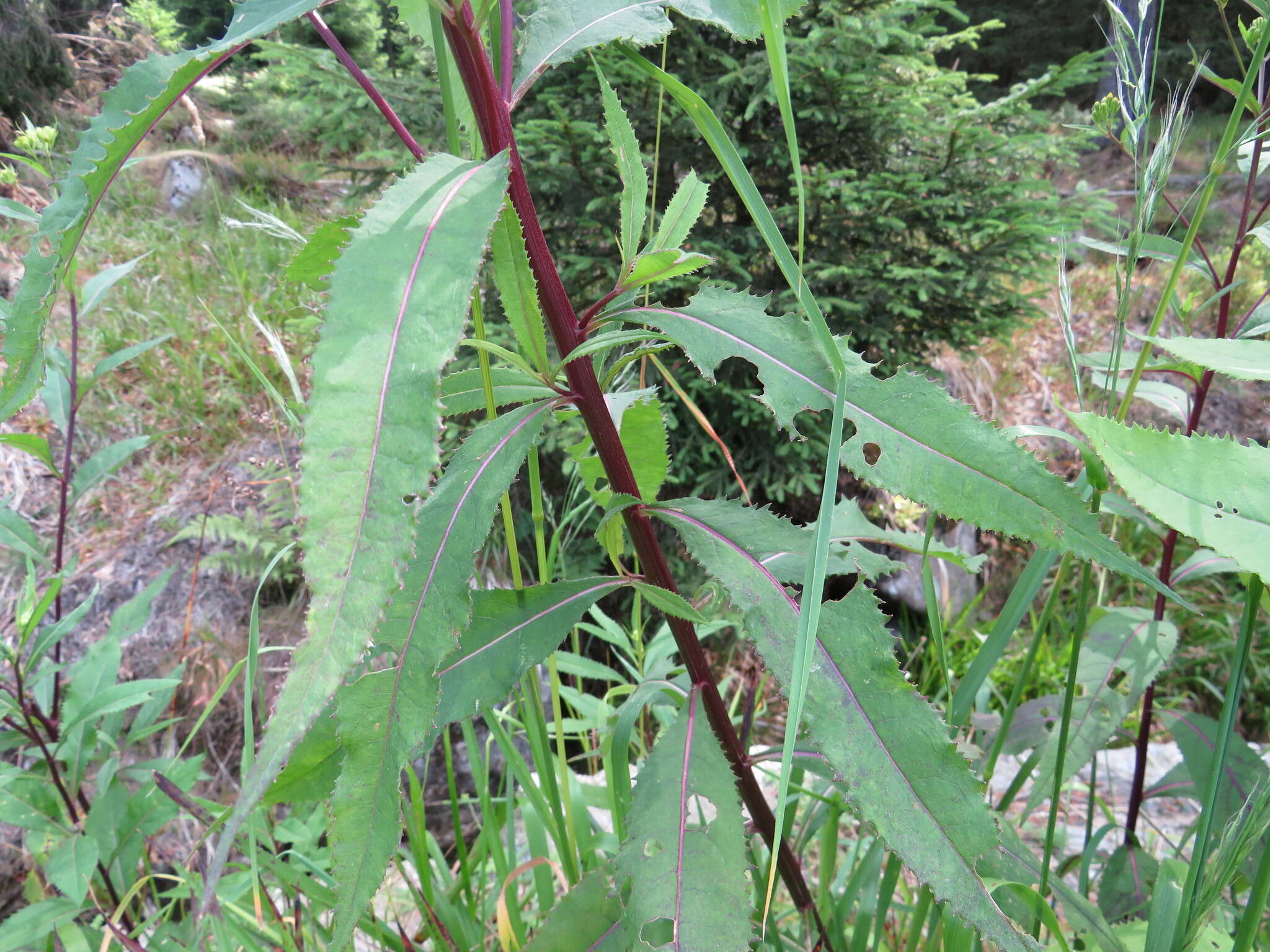 Image of wood ragwort