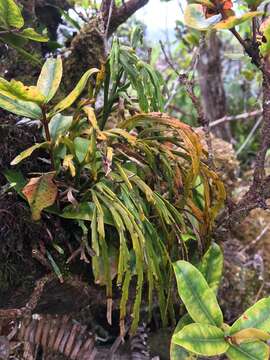 Psilotum complanatum Sw.的圖片