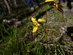 Image of Short-leaved donkey orchid