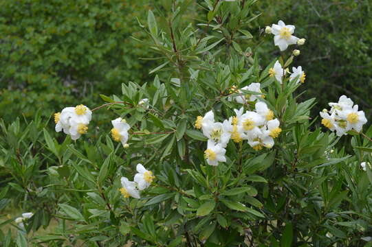 Image of tree anemone