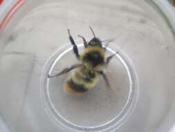 Image of Frigid Bumble Bee