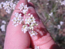 Imagem de Galium xeroticum (Klokov) Pobed.