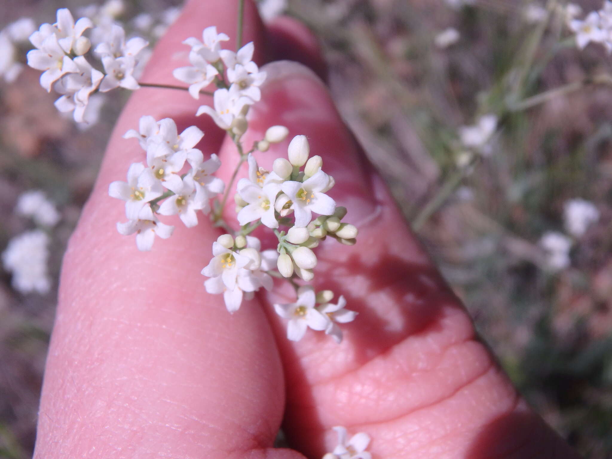 Imagem de Galium xeroticum (Klokov) Pobed.