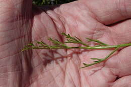 Imagem de Lomatium nuttallii (A. Gray) Macbr.