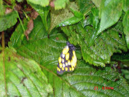 Image of hill jezebel