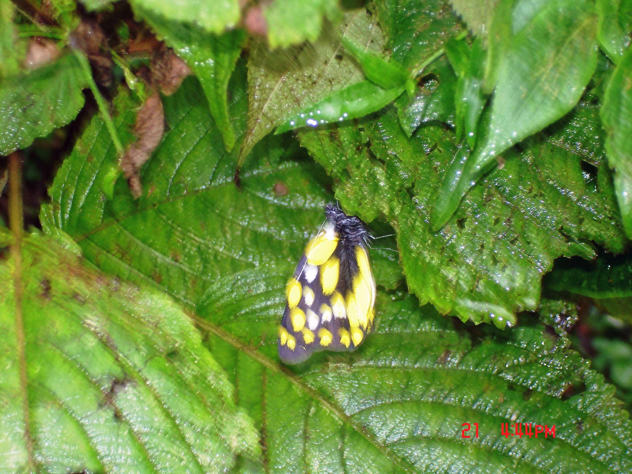 Image of hill jezebel