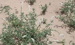 Image of Common veld heliotrope