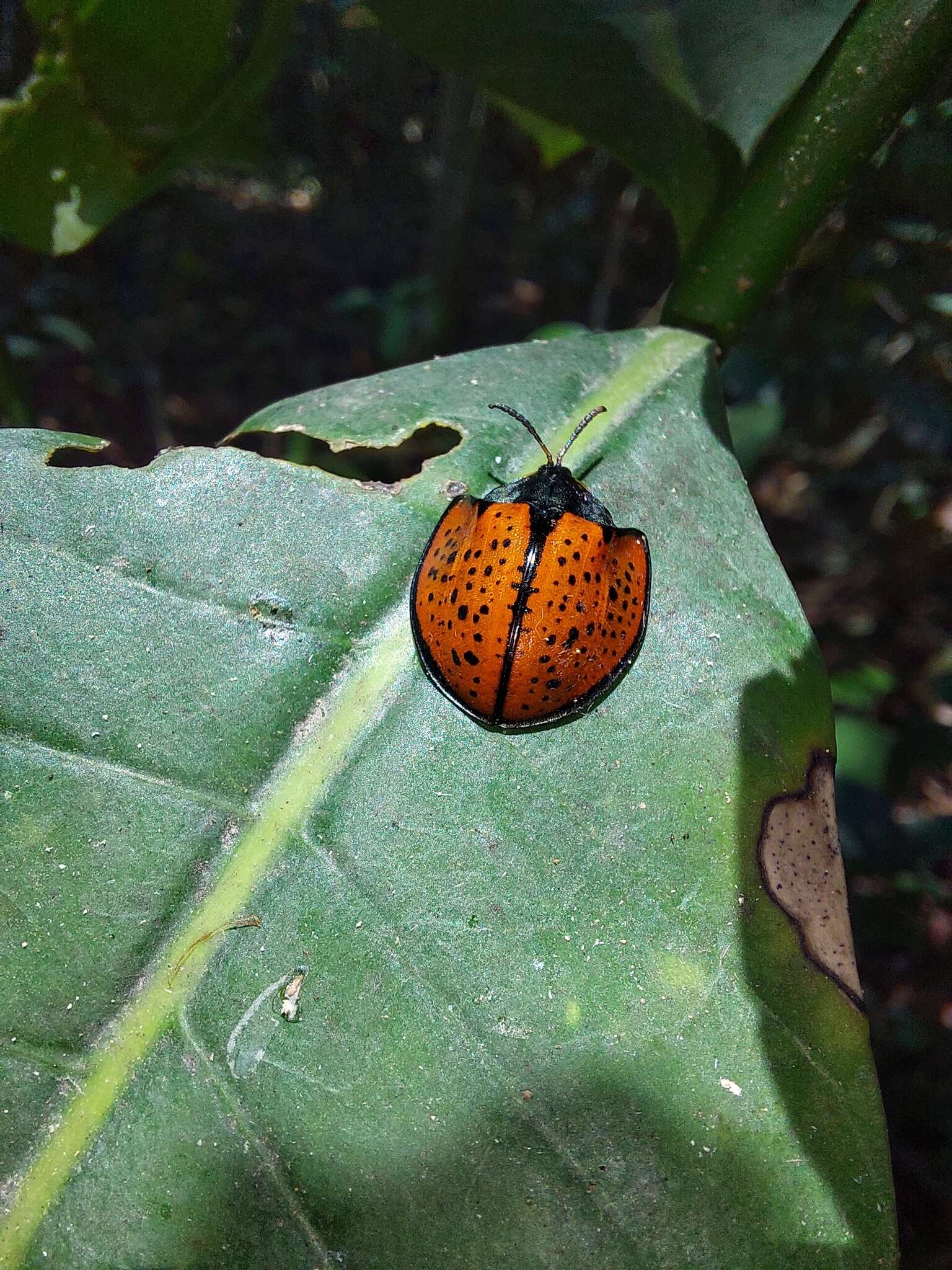 Image of Echoma (Echoma) anaglypta (Boheman 1862)