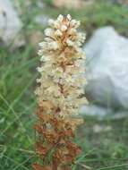 Image of Orobanche amethystea Thuill.