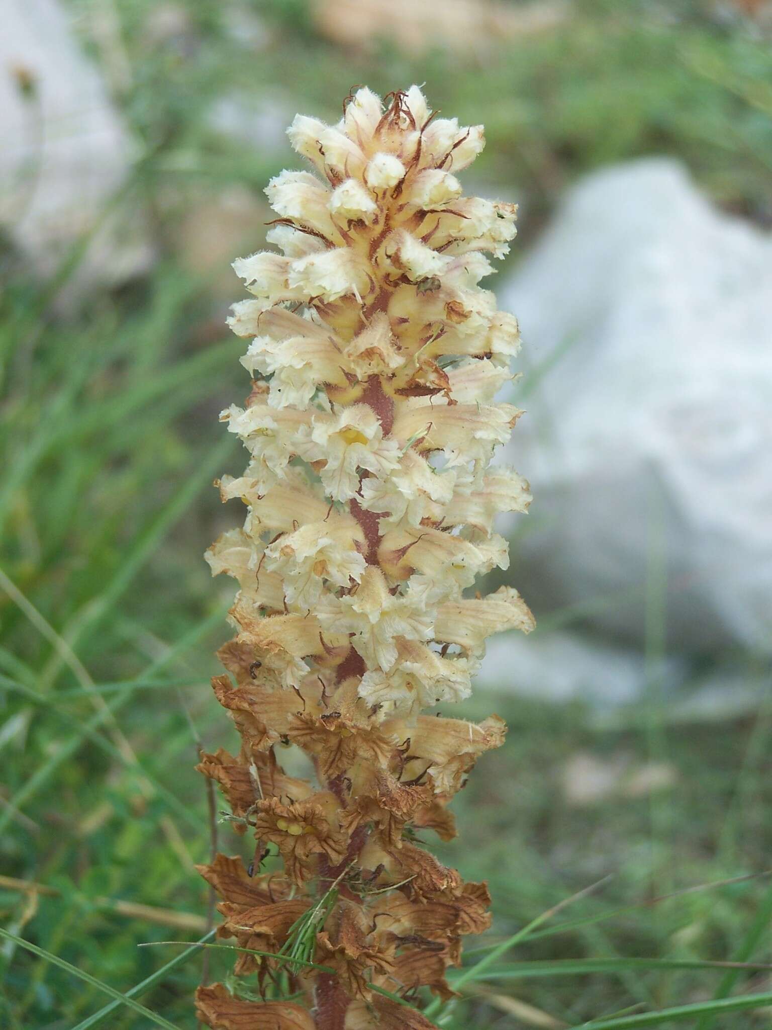 Image of Orobanche amethystea Thuill.