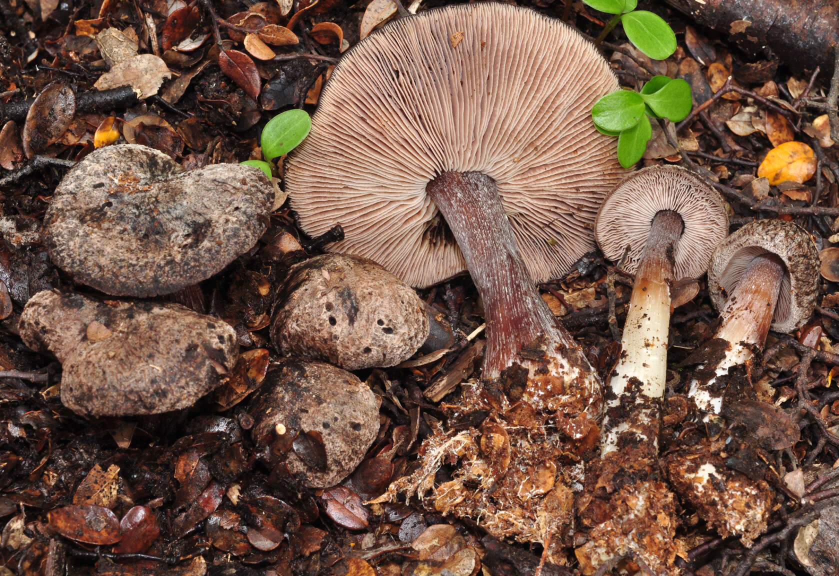 Image of Rhodocollybia purpurata (G. Stev.) J. A. Cooper 2014