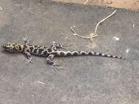 Image of Granite Night Lizard