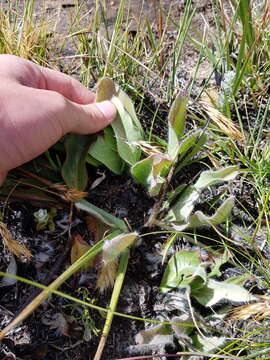 Image of harts-tongue-fern sugarbush