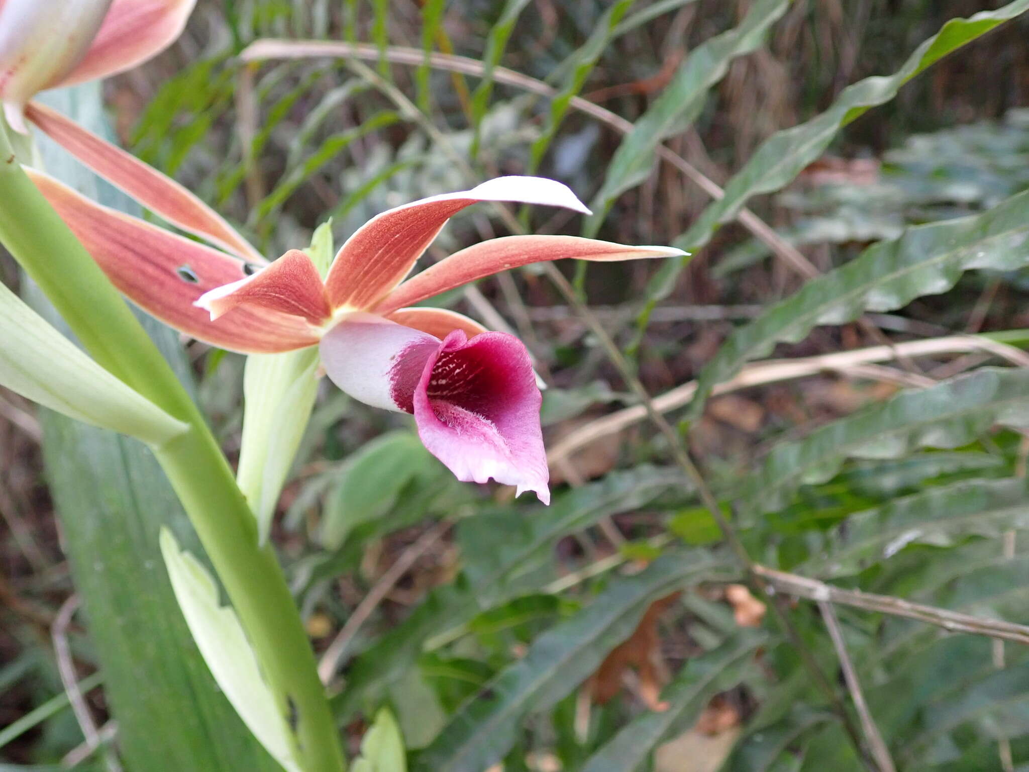 Image de Phaius tankervilleae (Banks) Blume