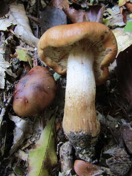 Image of Tricholoma ustale (Fr.) P. Kumm. 1871