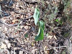 Bupleurum rigidum L. resmi