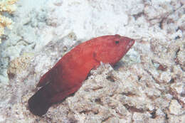 Image of Banded-tail Coral-cod