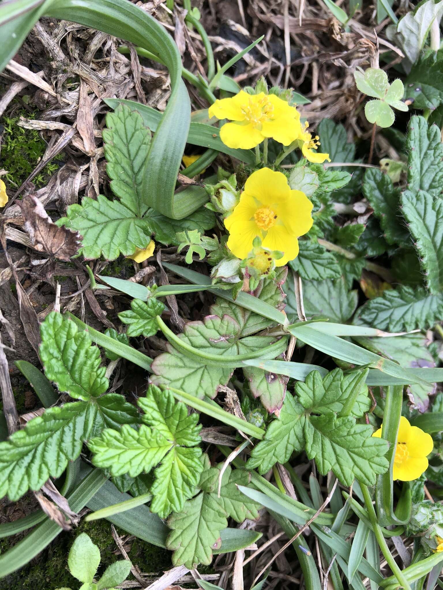 Image of Potentilla discolor Bunge