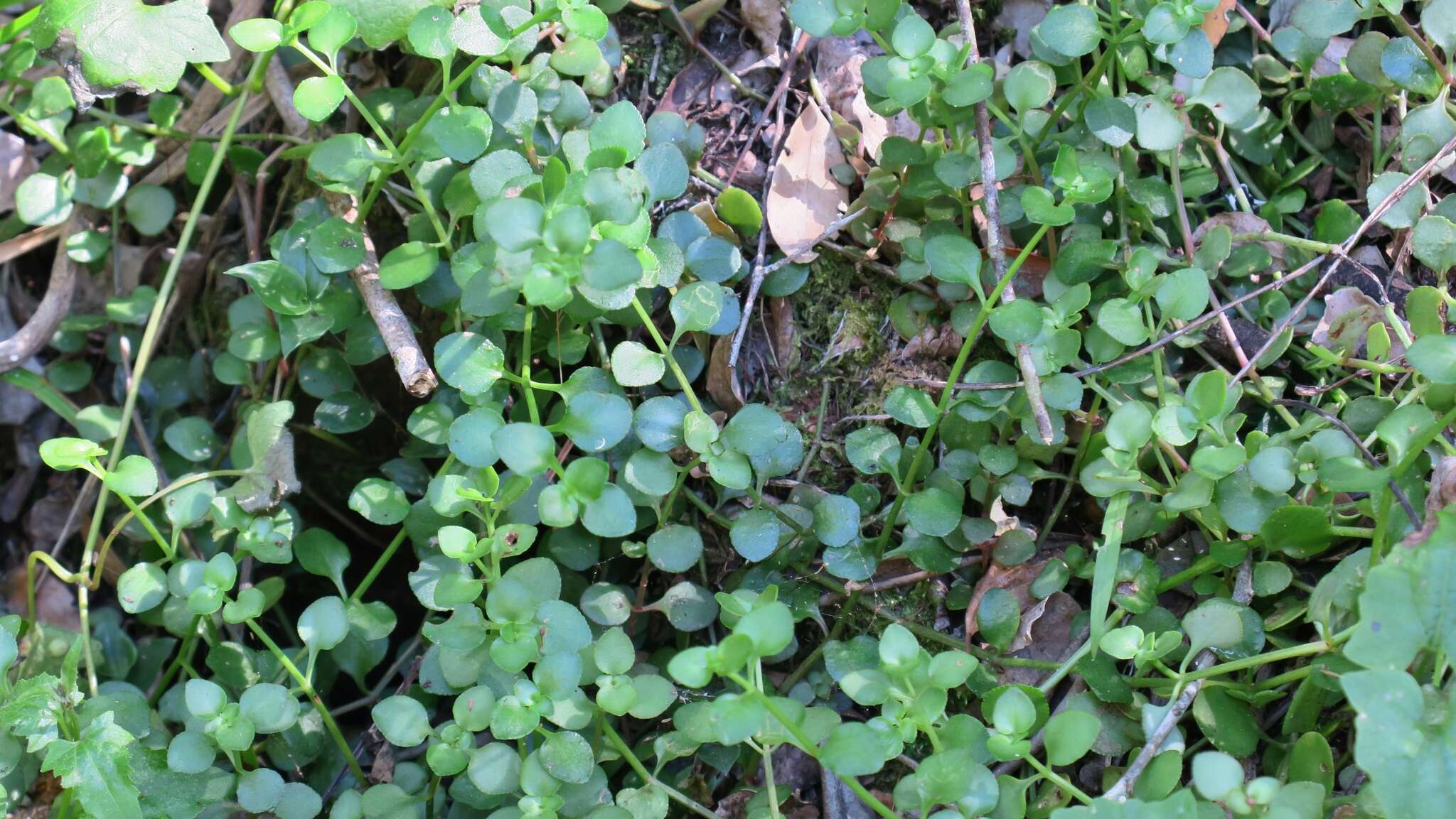 Image of Crassula nemorosa (Eckl. & Zeyh.) Endl. ex Walp.