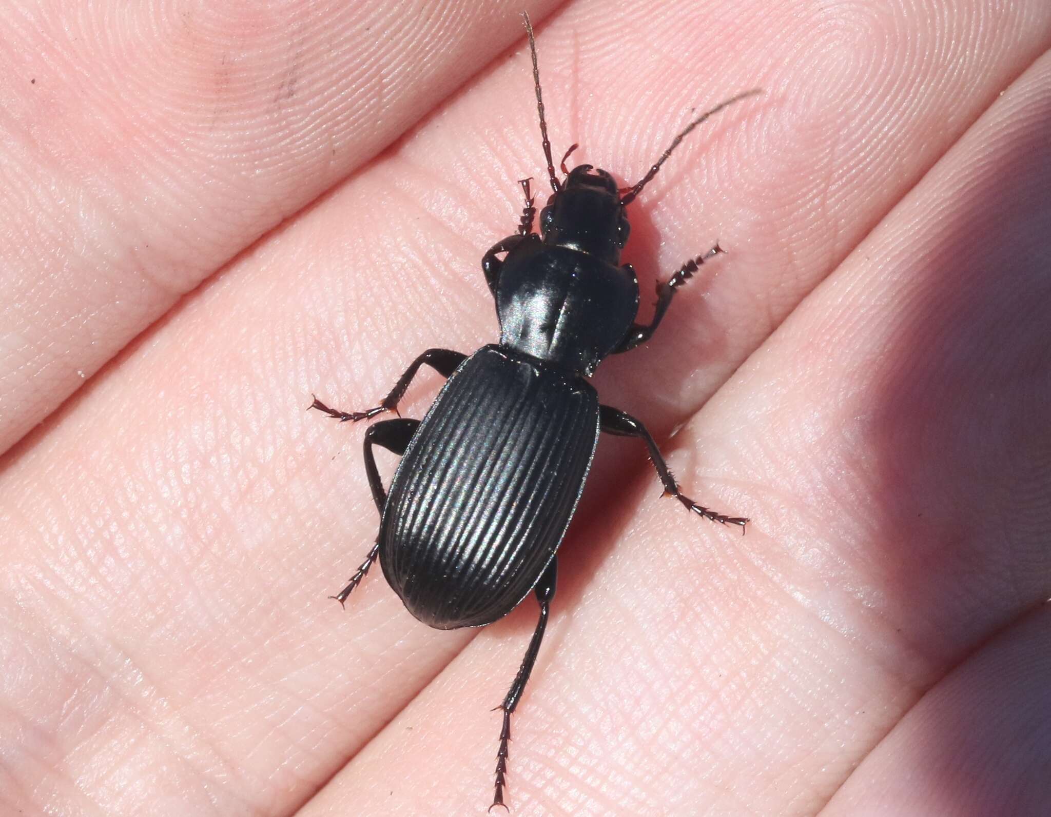 Image of Pterostichus (Hypherpes) lama (Ménétriés 1843)