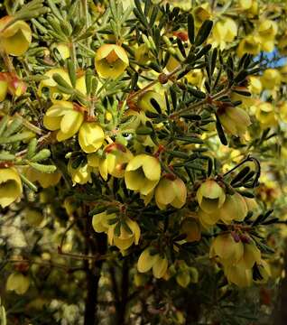 Image de Boronia purdieana Diels