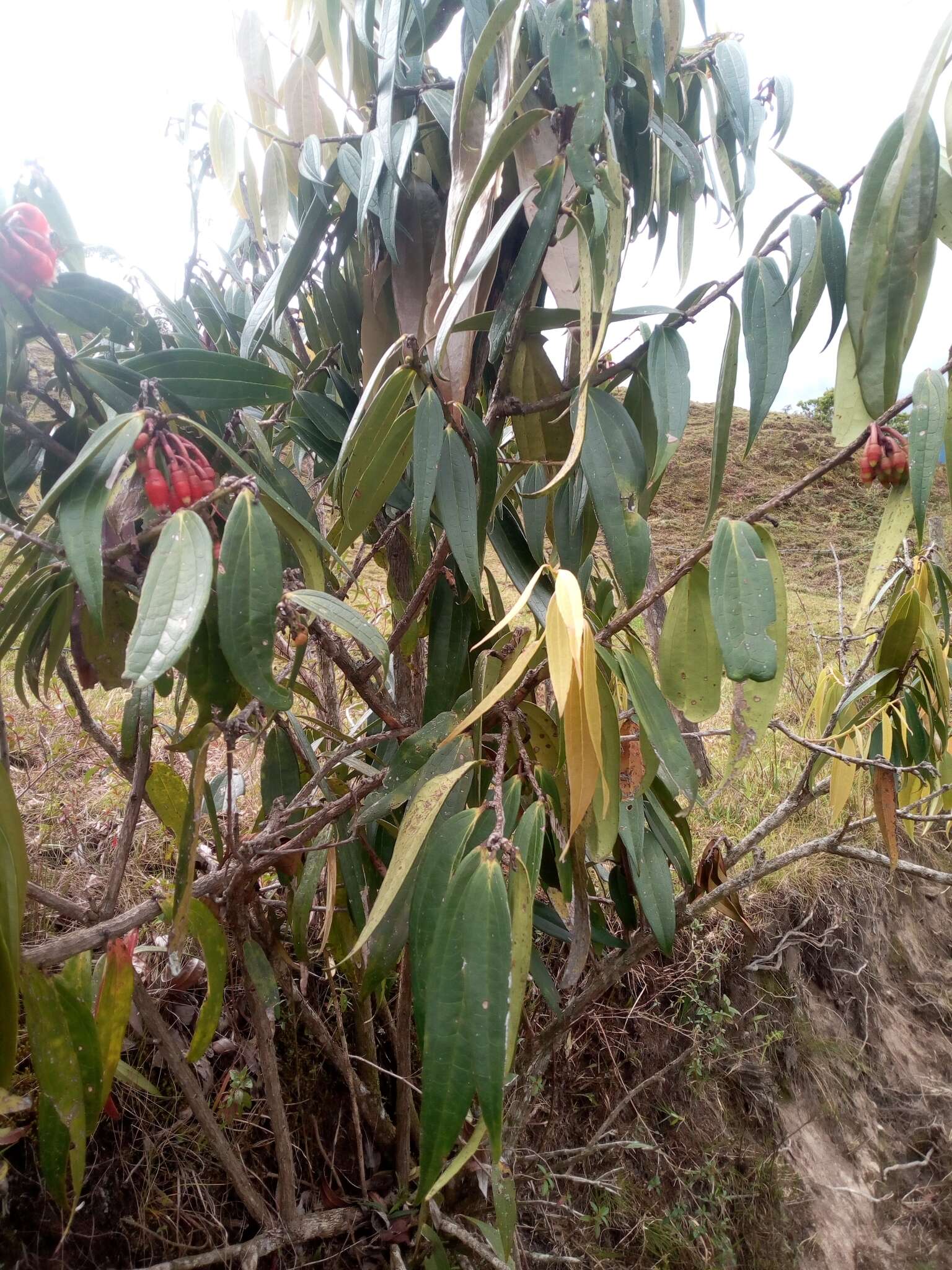 Imagem de Psammisia guianensis Klotzsch