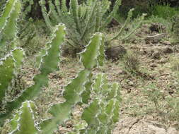 Imagem de Euphorbia breviarticulata Pax