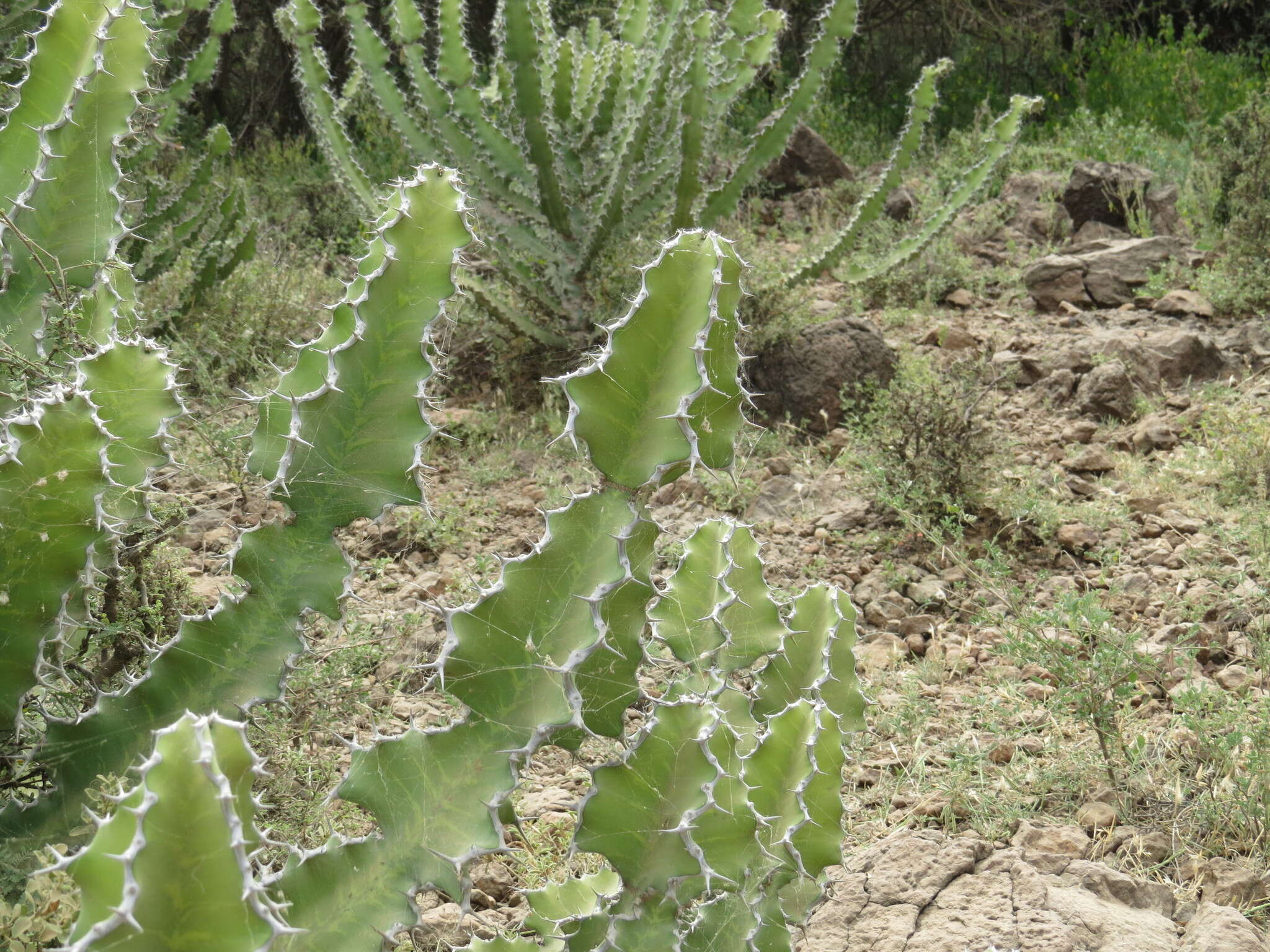 Imagem de Euphorbia breviarticulata Pax