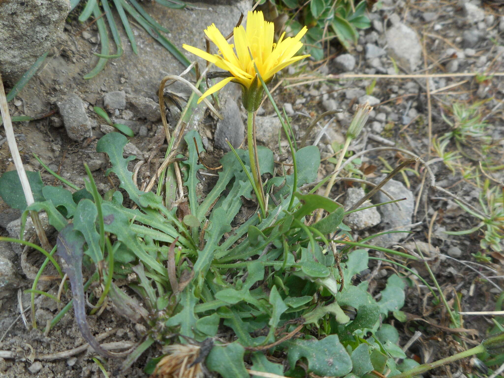 Image of Hypochaeris robertia (Sch. Bip.) Fiori