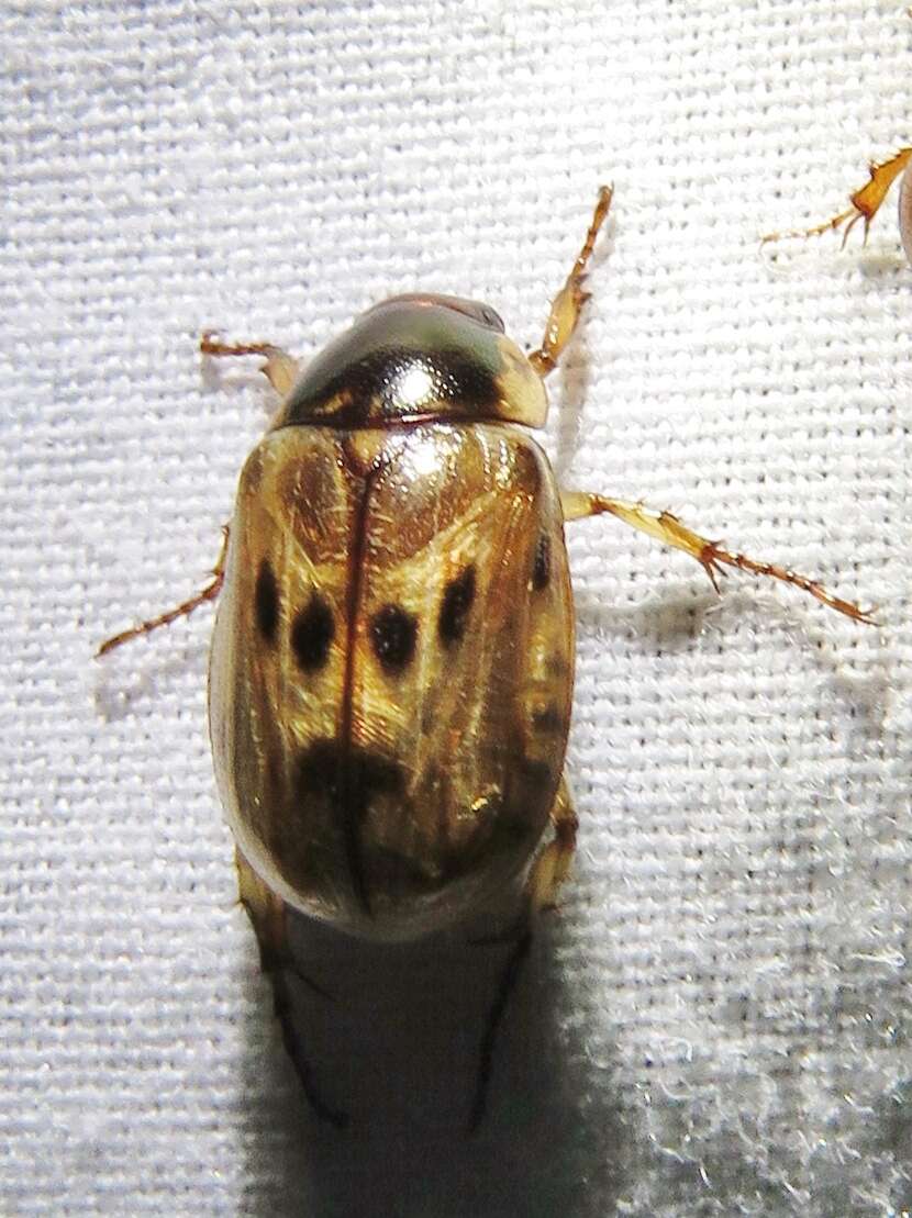 Image of <i>Anomala undulata</i>