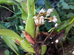 Image of Maxillaria densa Lindl.