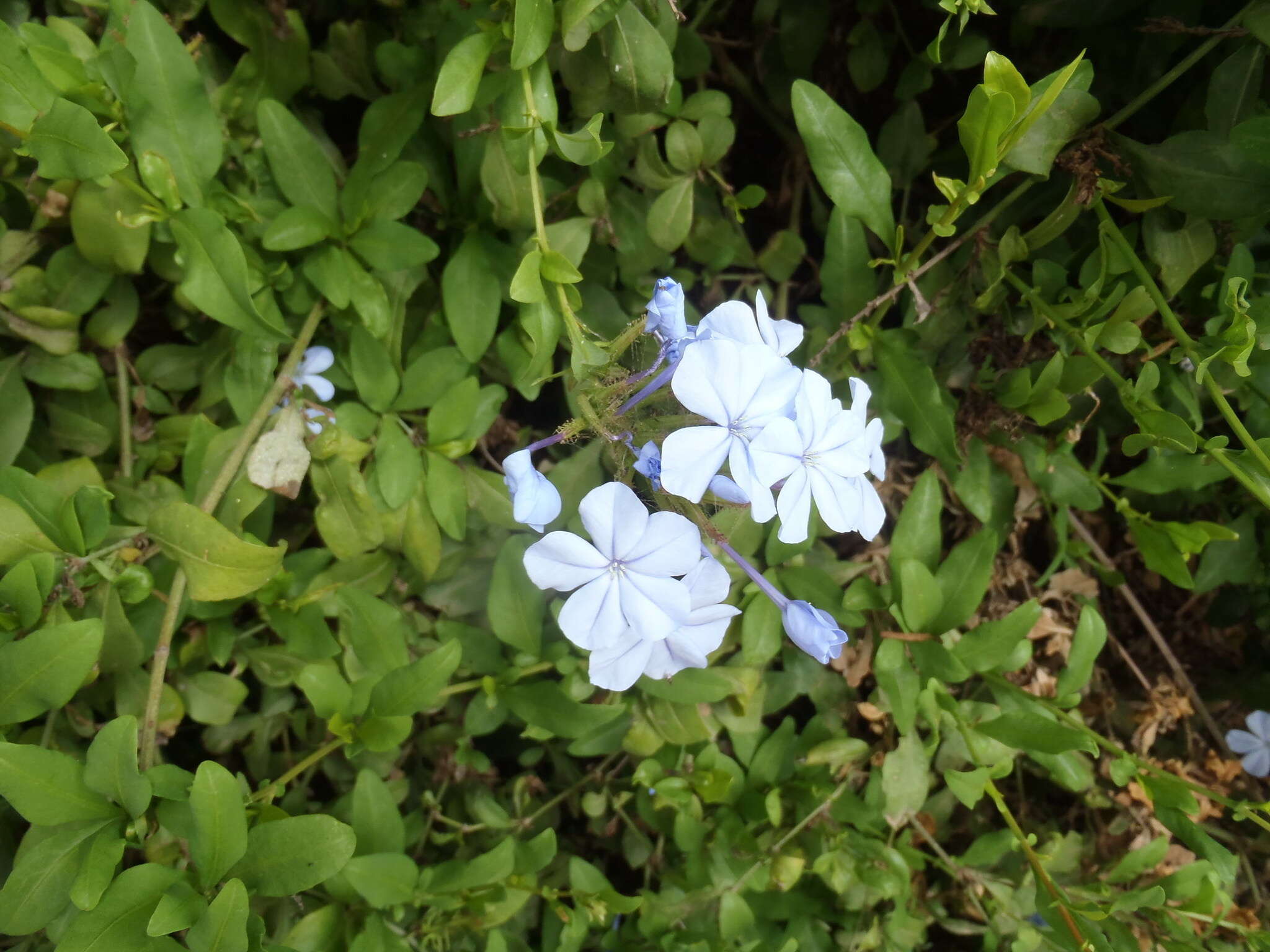 Image of Cape leadwort