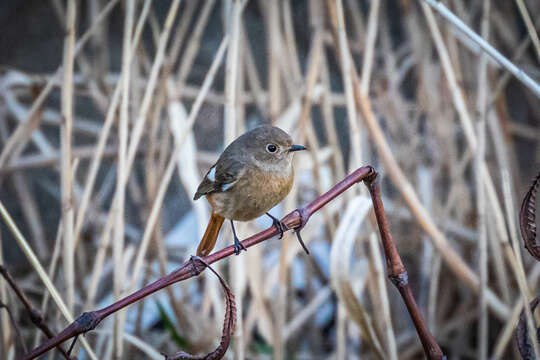 صورة Phoenicurus auroreus auroreus (Pallas 1776)