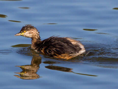 Image of Australasian Grebe