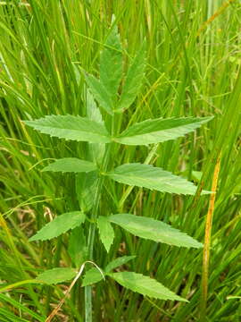 صورة Cicuta douglasii (DC.) Coult. & Rose