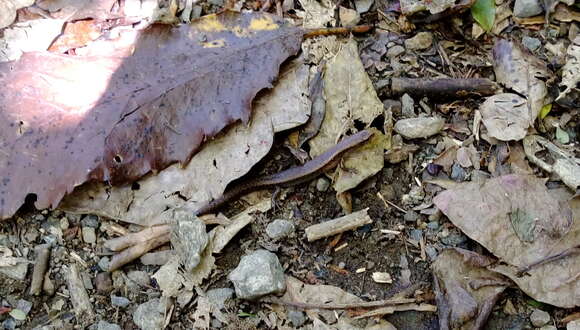 Image of Copper skink