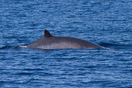 Image of Common Minke Whale