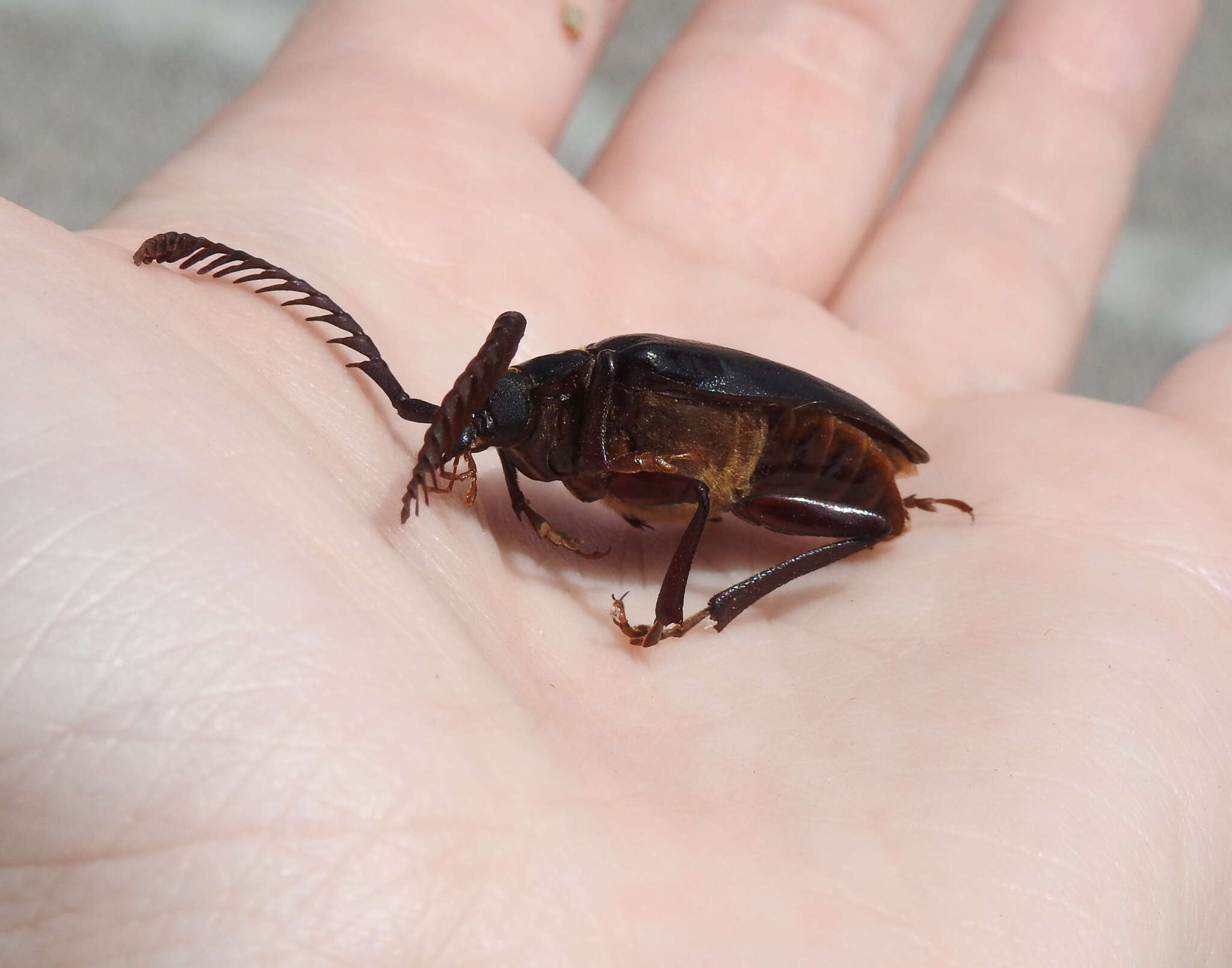 Image of Tile-horned Prionus