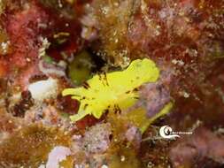 Image of yellow tylodina