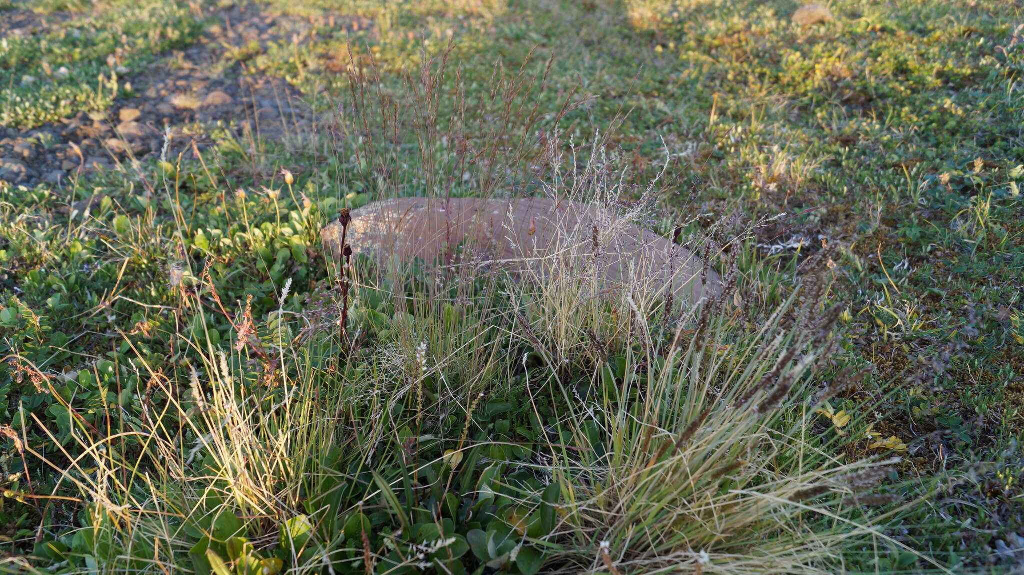 Слика од Poa glauca Vahl