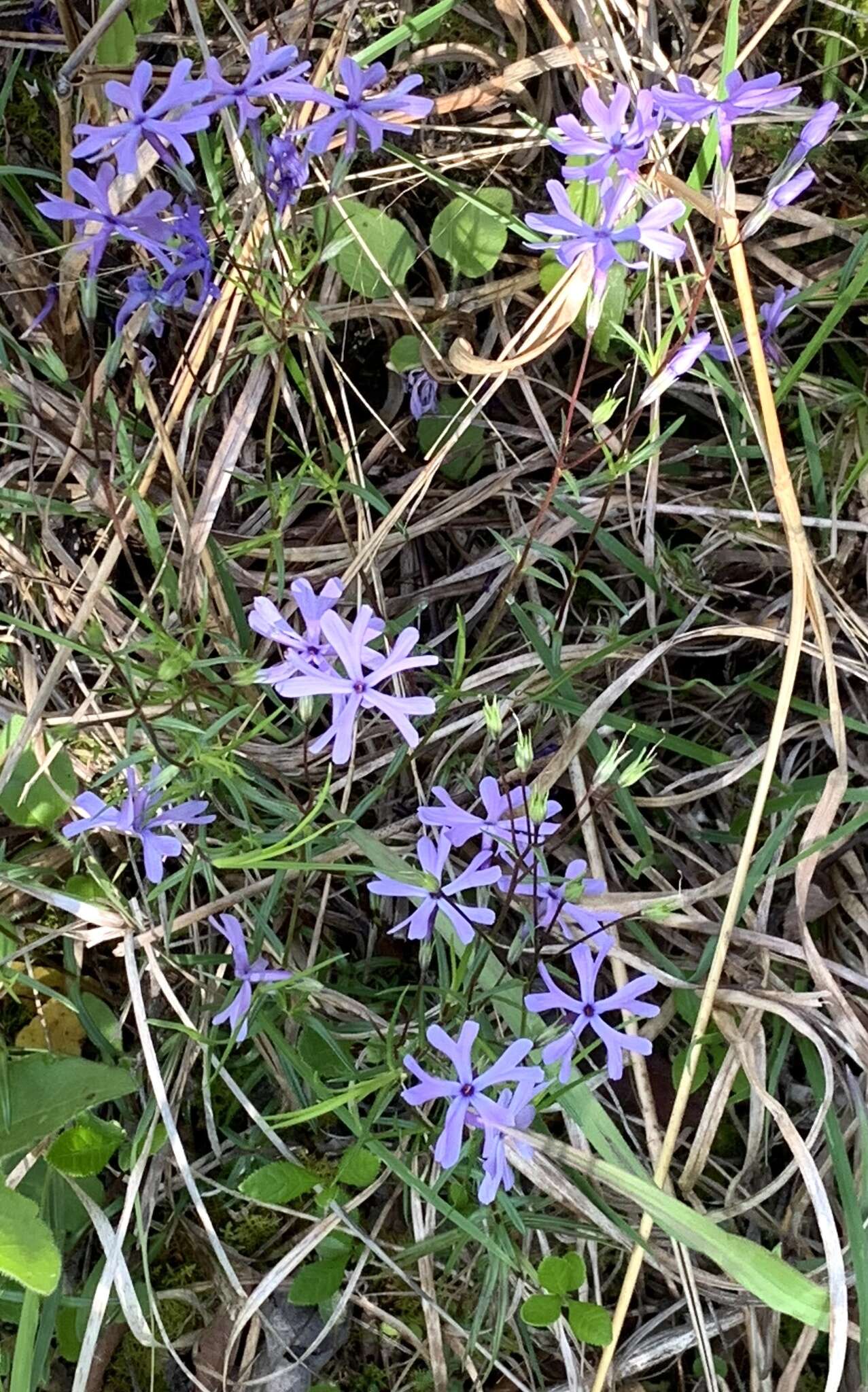 Imagem de Phlox bifida subsp. stellaria (A. Gray) Wherry