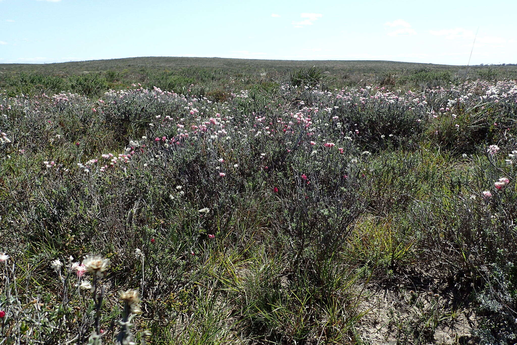 Image of Achyranthemum affine (Less.) N. G. Bergh