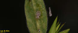 Image of Chrysanthemum Lace Bug