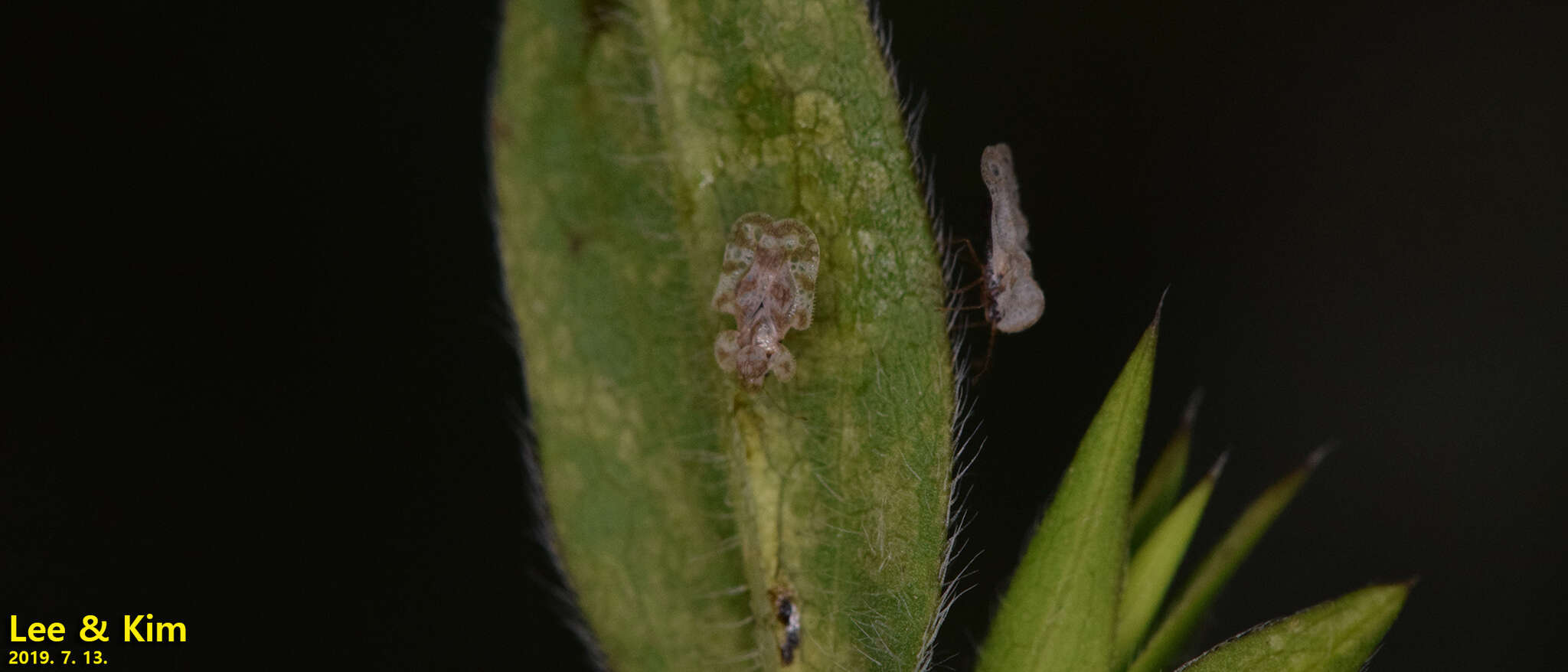 Image of Chrysanthemum Lace Bug