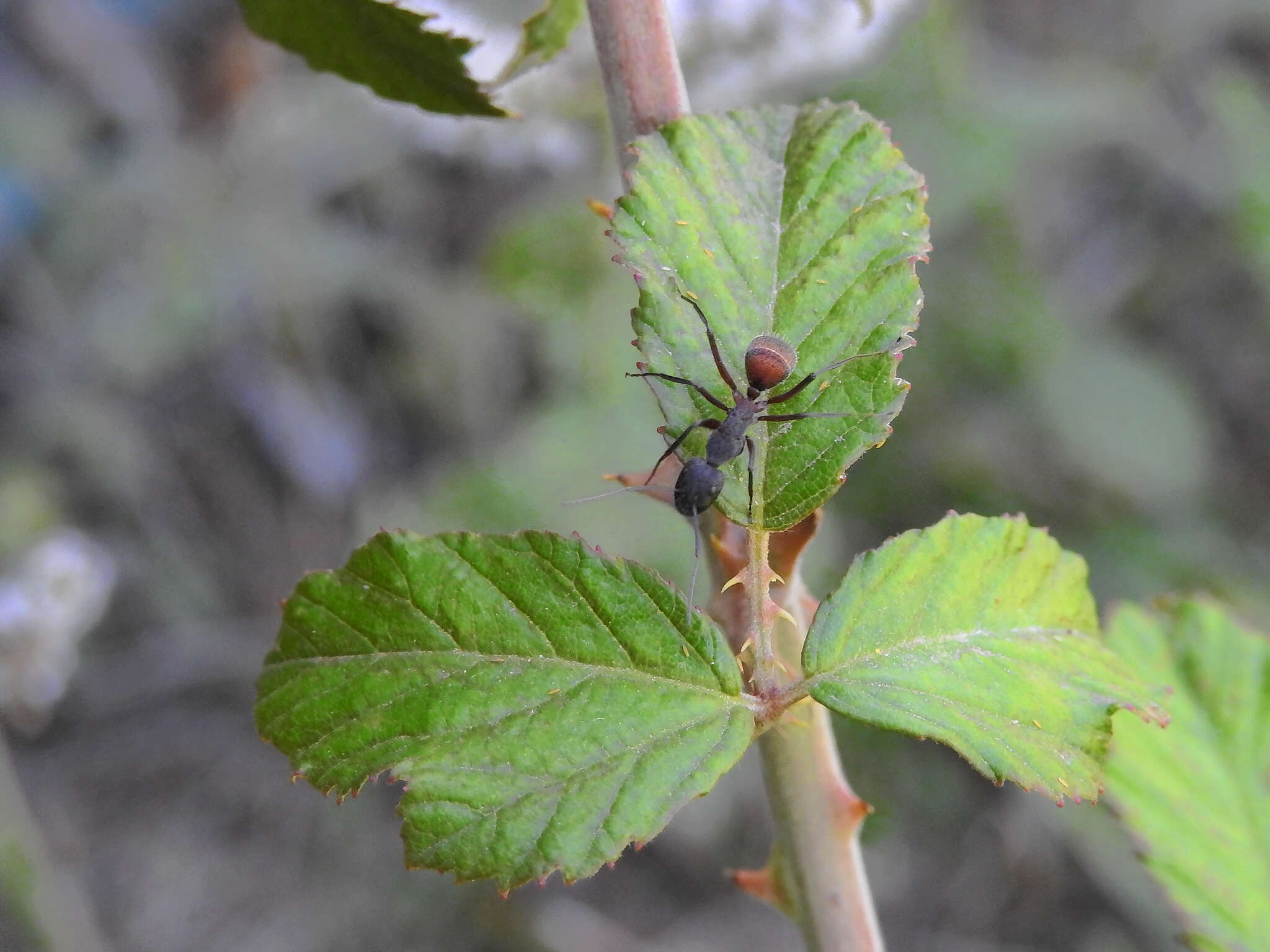 Image of Camponotus cruentatus (Latreille 1802)