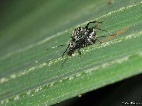 Plancia ëd Camponotus arboreus (Smith 1858)