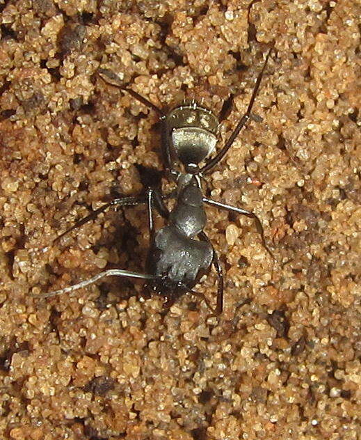 صورة Camponotus cinctellus (Gerstaecker 1859)