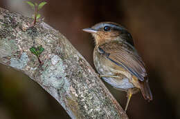 Image of Rufous Gnateater