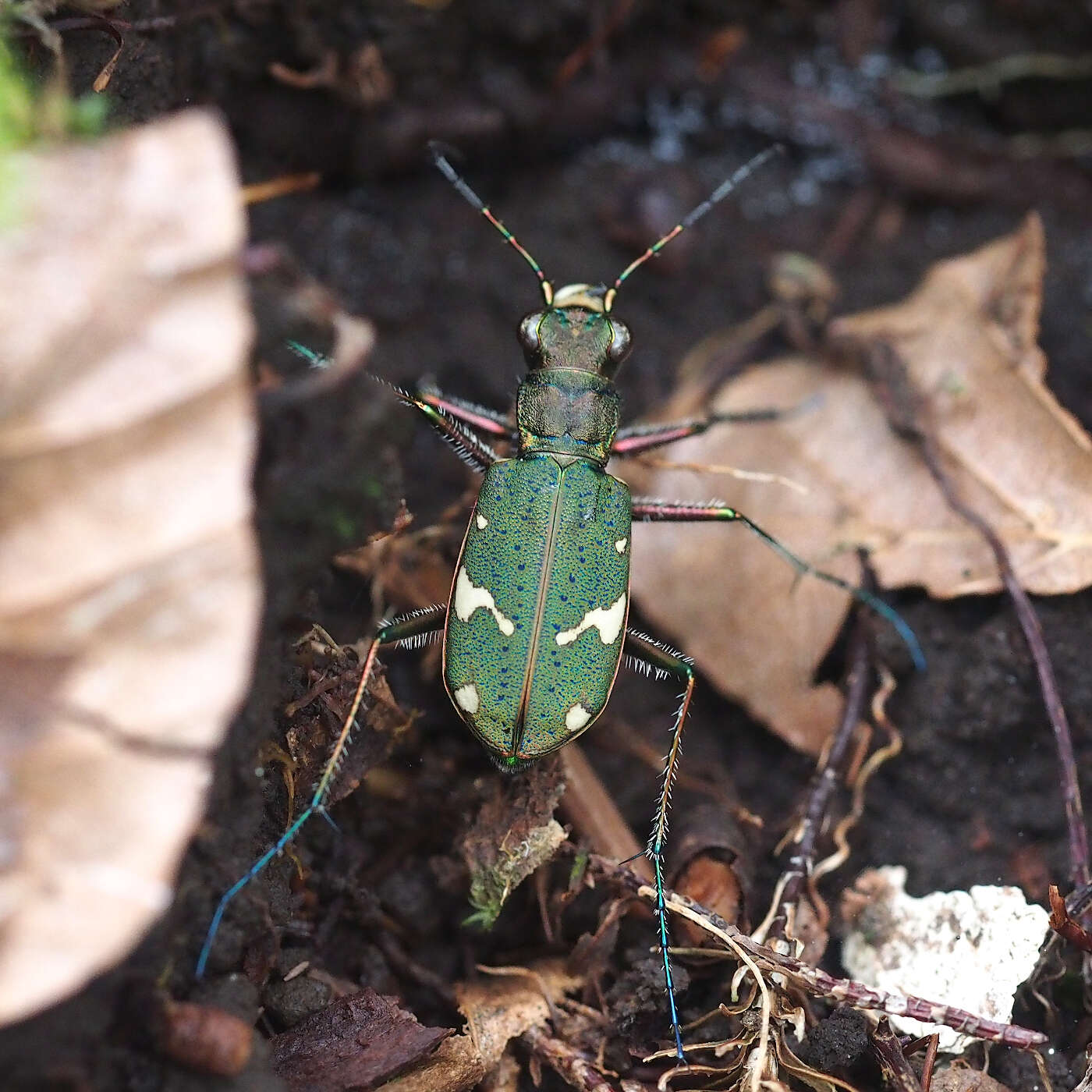 Image of Cicindela (Cicindela) japana Motschulsky 1858